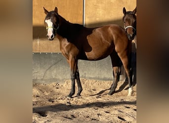 American Quarter Horse, Giumenta, 2 Anni, 150 cm, Baio