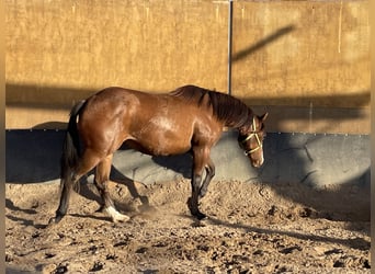 American Quarter Horse, Giumenta, 2 Anni, 150 cm, Baio