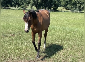 American Quarter Horse, Giumenta, 2 Anni, 150 cm, Baio