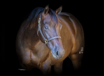 American Quarter Horse, Giumenta, 2 Anni, 150 cm, Baio ciliegia