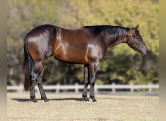 American Quarter Horse, Giumenta, 2 Anni, 150 cm, Baio ciliegia