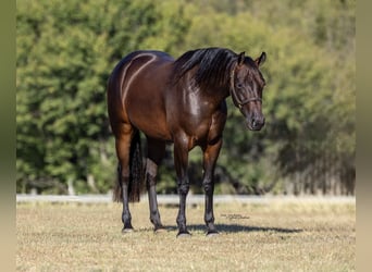 American Quarter Horse, Giumenta, 2 Anni, 150 cm, Baio ciliegia