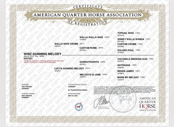 American Quarter Horse, Giumenta, 2 Anni, 150 cm, Baio