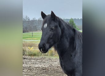 American Quarter Horse, Giumenta, 2 Anni, 150 cm, Morello