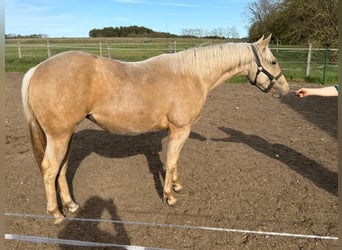 American Quarter Horse, Giumenta, 2 Anni, 150 cm, Palomino