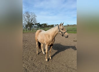 American Quarter Horse, Giumenta, 2 Anni, 150 cm, Palomino