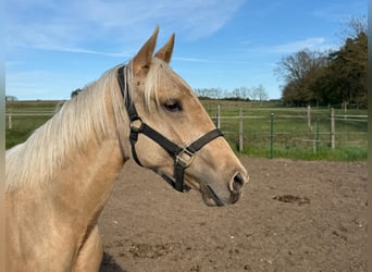 American Quarter Horse, Giumenta, 2 Anni, 150 cm, Palomino