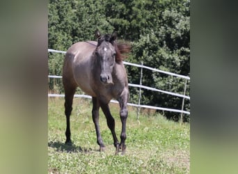 American Quarter Horse, Giumenta, 2 Anni, 150 cm, Può diventare grigio