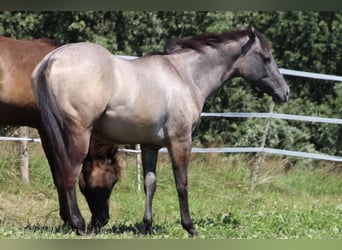 American Quarter Horse, Giumenta, 2 Anni, 150 cm, Può diventare grigio