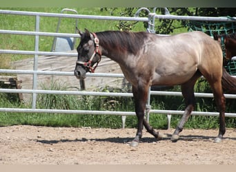 American Quarter Horse, Giumenta, 2 Anni, 150 cm, Può diventare grigio