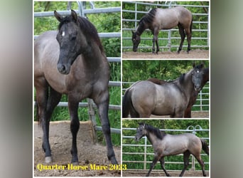 American Quarter Horse, Giumenta, 2 Anni, 150 cm, Può diventare grigio