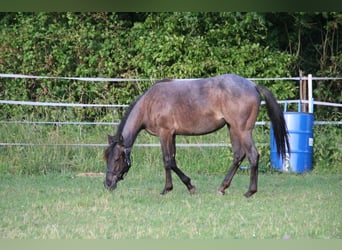 American Quarter Horse, Giumenta, 2 Anni, 150 cm, Roano blu