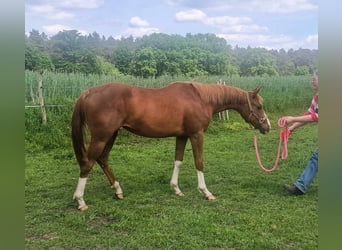 American Quarter Horse, Giumenta, 2 Anni, 150 cm, Sauro