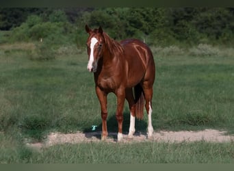 American Quarter Horse, Giumenta, 2 Anni, 150 cm, Sauro ciliegia