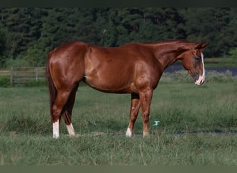 American Quarter Horse, Giumenta, 2 Anni, 150 cm, Sauro ciliegia