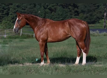 American Quarter Horse, Giumenta, 2 Anni, 150 cm, Sauro ciliegia