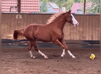 American Quarter Horse, Giumenta, 2 Anni, 150 cm, Sauro