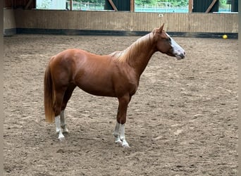 American Quarter Horse, Giumenta, 2 Anni, 150 cm, Sauro
