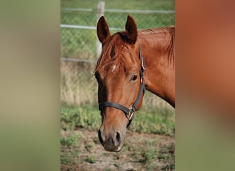 American Quarter Horse, Giumenta, 2 Anni, 150 cm, Sauro