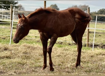 American Quarter Horse, Giumenta, 2 Anni, 150 cm, Sauro scuro