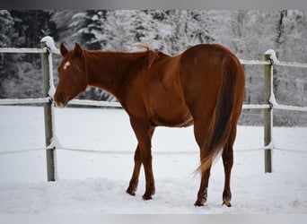 American Quarter Horse, Giumenta, 2 Anni, 150 cm, Sauro scuro