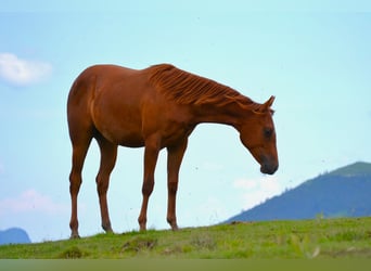 American Quarter Horse, Giumenta, 2 Anni, 150 cm, Sauro scuro