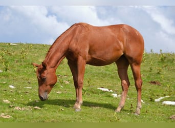 American Quarter Horse, Giumenta, 2 Anni, 150 cm, Sauro scuro