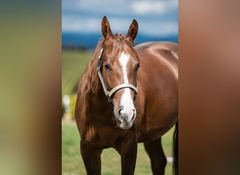 American Quarter Horse, Giumenta, 2 Anni, 150 cm, Sauro scuro