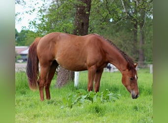 American Quarter Horse, Giumenta, 2 Anni, 150 cm, Sauro scuro