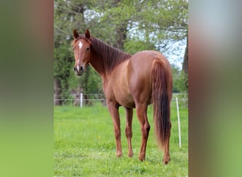 American Quarter Horse, Giumenta, 2 Anni, 150 cm, Sauro scuro
