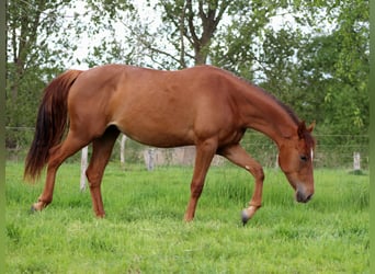 American Quarter Horse, Giumenta, 2 Anni, 150 cm, Sauro scuro