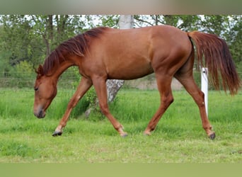 American Quarter Horse, Giumenta, 2 Anni, 150 cm, Sauro scuro