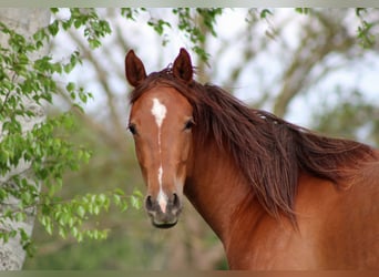 American Quarter Horse, Giumenta, 2 Anni, 150 cm, Sauro scuro