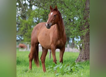 American Quarter Horse, Giumenta, 2 Anni, 150 cm, Sauro scuro