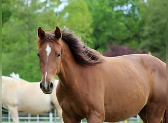 American Quarter Horse, Giumenta, 2 Anni, 150 cm, Sauro scuro