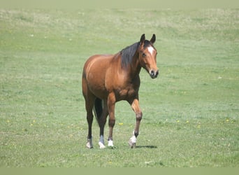 American Quarter Horse, Giumenta, 2 Anni, 152 cm, Baio