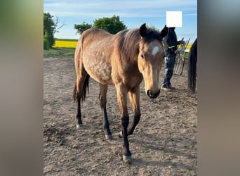 American Quarter Horse, Giumenta, 2 Anni, 152 cm, Baio chiaro