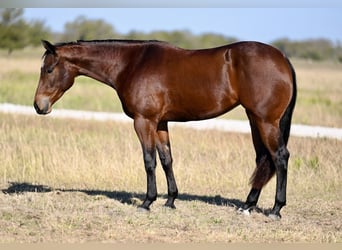 American Quarter Horse, Giumenta, 2 Anni, 152 cm, Baio ciliegia