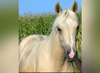 American Quarter Horse, Giumenta, 2 Anni, 152 cm, Palomino