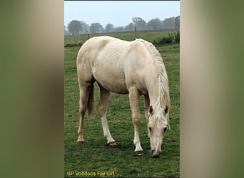 American Quarter Horse, Giumenta, 2 Anni, 152 cm, Palomino