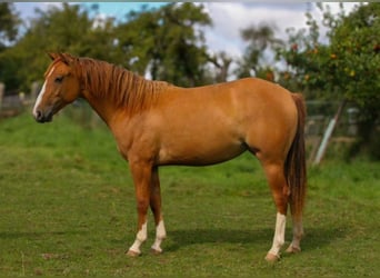 American Quarter Horse, Giumenta, 2 Anni, 152 cm, Red dun