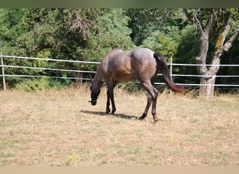 American Quarter Horse, Giumenta, 2 Anni, 152 cm, Roano blu