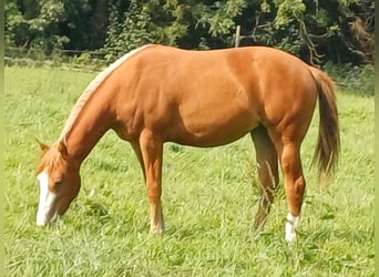 American Quarter Horse, Giumenta, 2 Anni, 152 cm, Sauro
