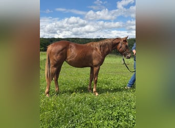 American Quarter Horse, Giumenta, 2 Anni, 152 cm, Sauro