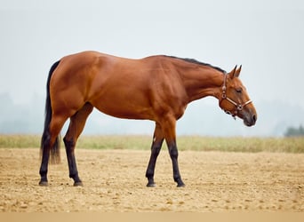 American Quarter Horse, Giumenta, 2 Anni, 153 cm, Baio