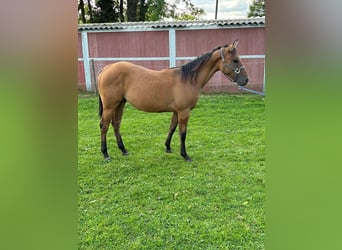 American Quarter Horse, Giumenta, 2 Anni, 153 cm, Dunalino