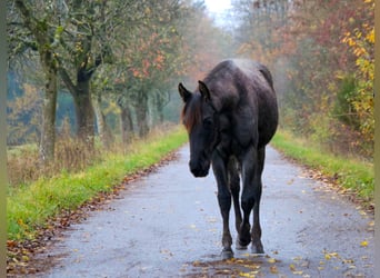 American Quarter Horse, Giumenta, 2 Anni, 153 cm, Roano blu