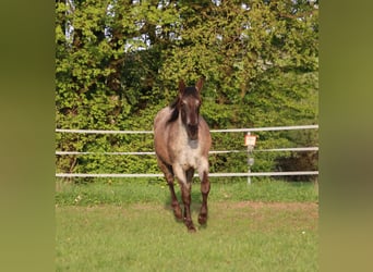American Quarter Horse, Giumenta, 2 Anni, 153 cm, Roano blu