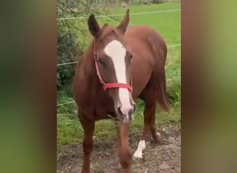 American Quarter Horse, Giumenta, 2 Anni, 153 cm, Sauro scuro