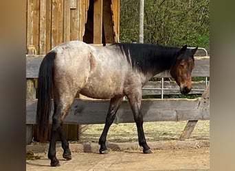 American Quarter Horse, Giumenta, 2 Anni, 154 cm, Baio roano